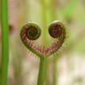 Plants Are The New Animals