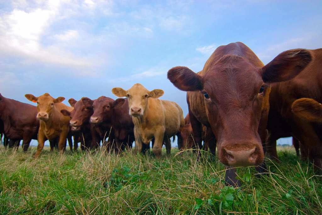 Grass fed beef
