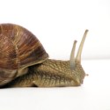 Snail